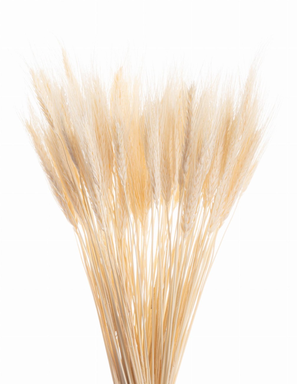 Dried bleached triticale 60 pcs.