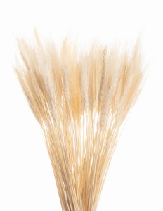 Getrocknetes gebleichtes Triticale – Trockengetreide-Bouquet 60 Stück
