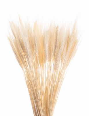 Getrocknetes gebleichtes Triticale – Trockengetreide-Bouquet 60 Stück