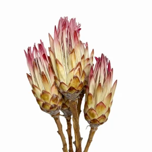 Getrocknete rosa Protea – getrocknete Blüten