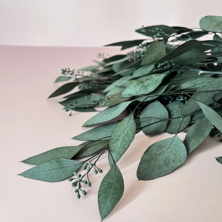 Eukaliptus populus berry zielony stabilizowany