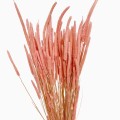 Phleum różowe