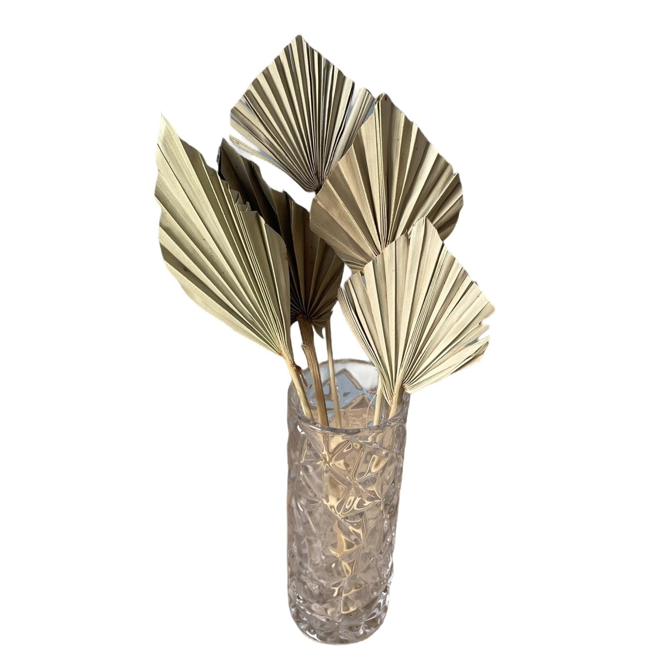 Getrocknetes Palmblatt natur  5 Stück – Outlet