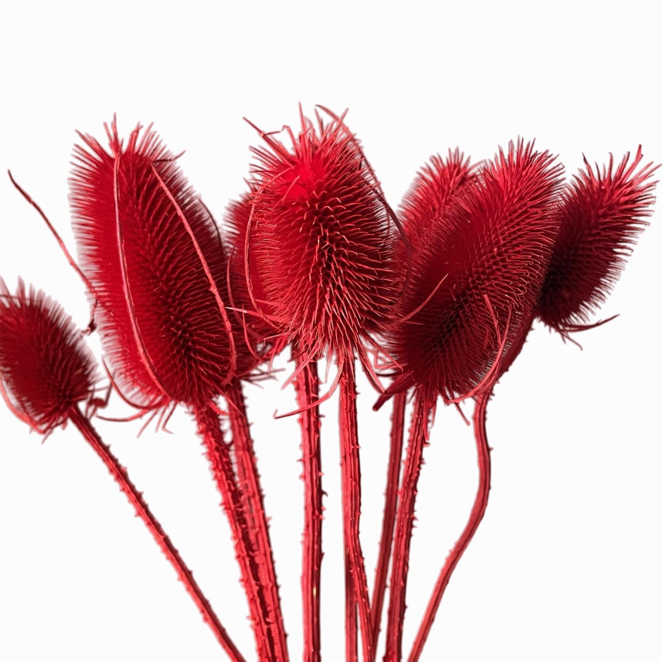 Getrockneter roter Distel - Borsten - 10 Stück