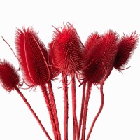 Getrockneter roter Distel - Borsten - 10 Stück