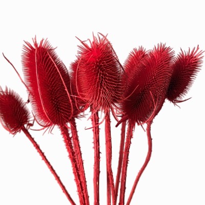 Getrockneter roter Distel - Borsten - 10 Stück
