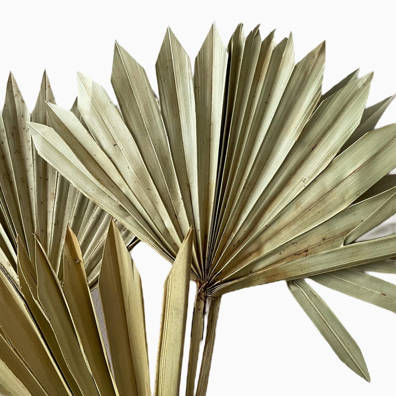 Palm Sun – getrocknetes Palmblatt natur  5 Stück – Outlet