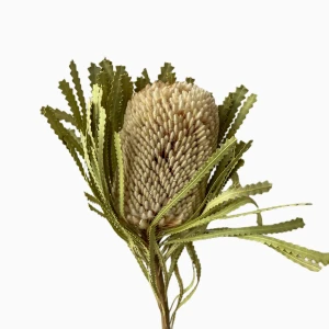 Getrocknete Banksia hookerana naturbelassen – getrocknete Blüten