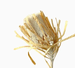 Getrocknete Banksia hookerana gebleicht – getrocknete Blüten