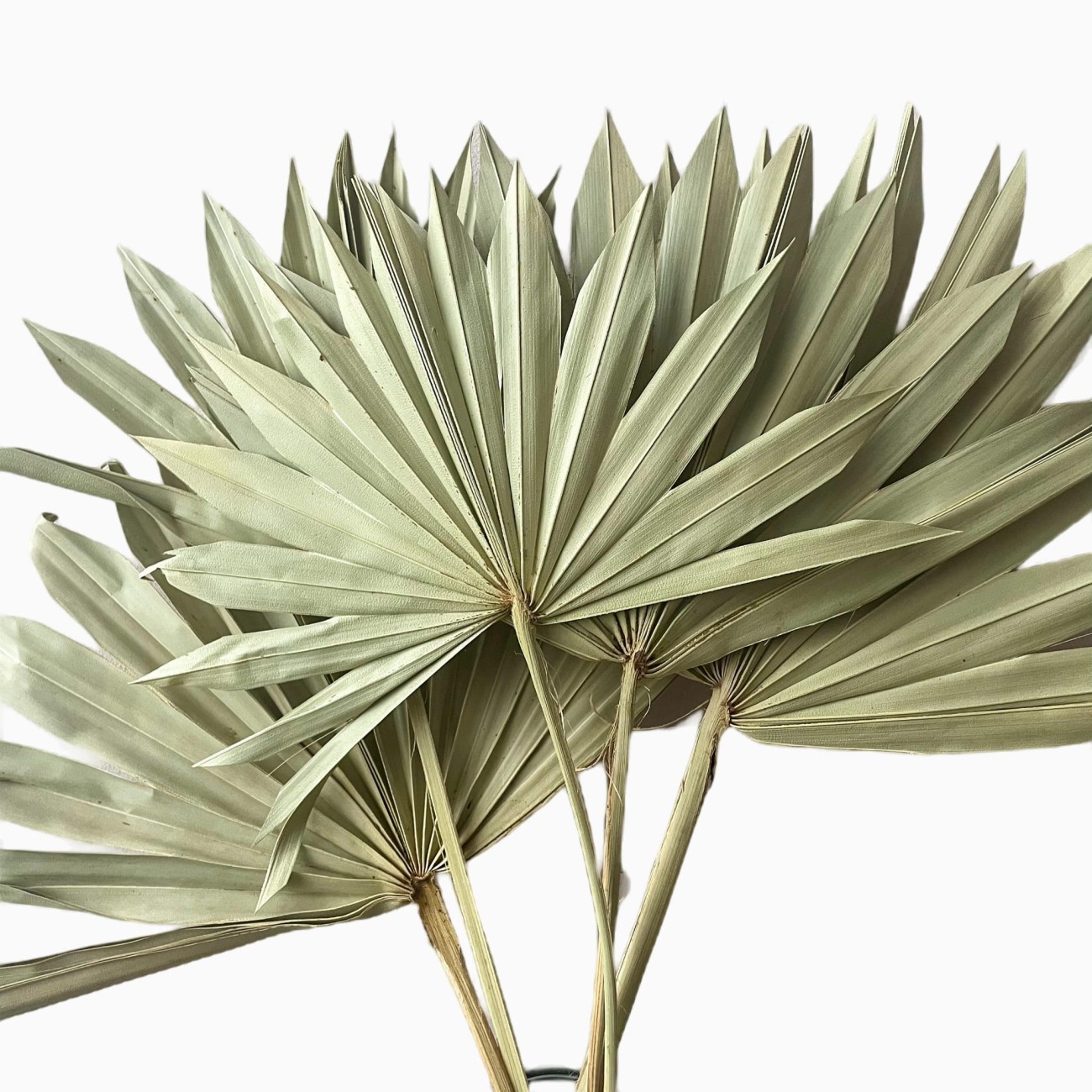 Dried palm leaf natural - palm sun