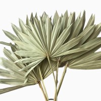 Dried palm leaf natural - palm sun
