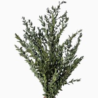 Stabilisierter Eukalyptus Parvi (Parvifolia) grün  -  Eukalyptusblätter