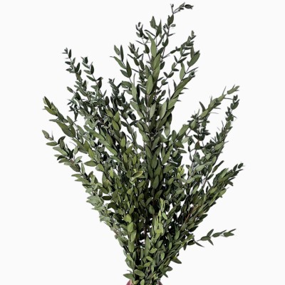 Stabilisierter Eukalyptus Parvi (Parvifolia) grün  -  Eukalyptusblätter