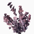 Eukaliptus Cinerea czerwony