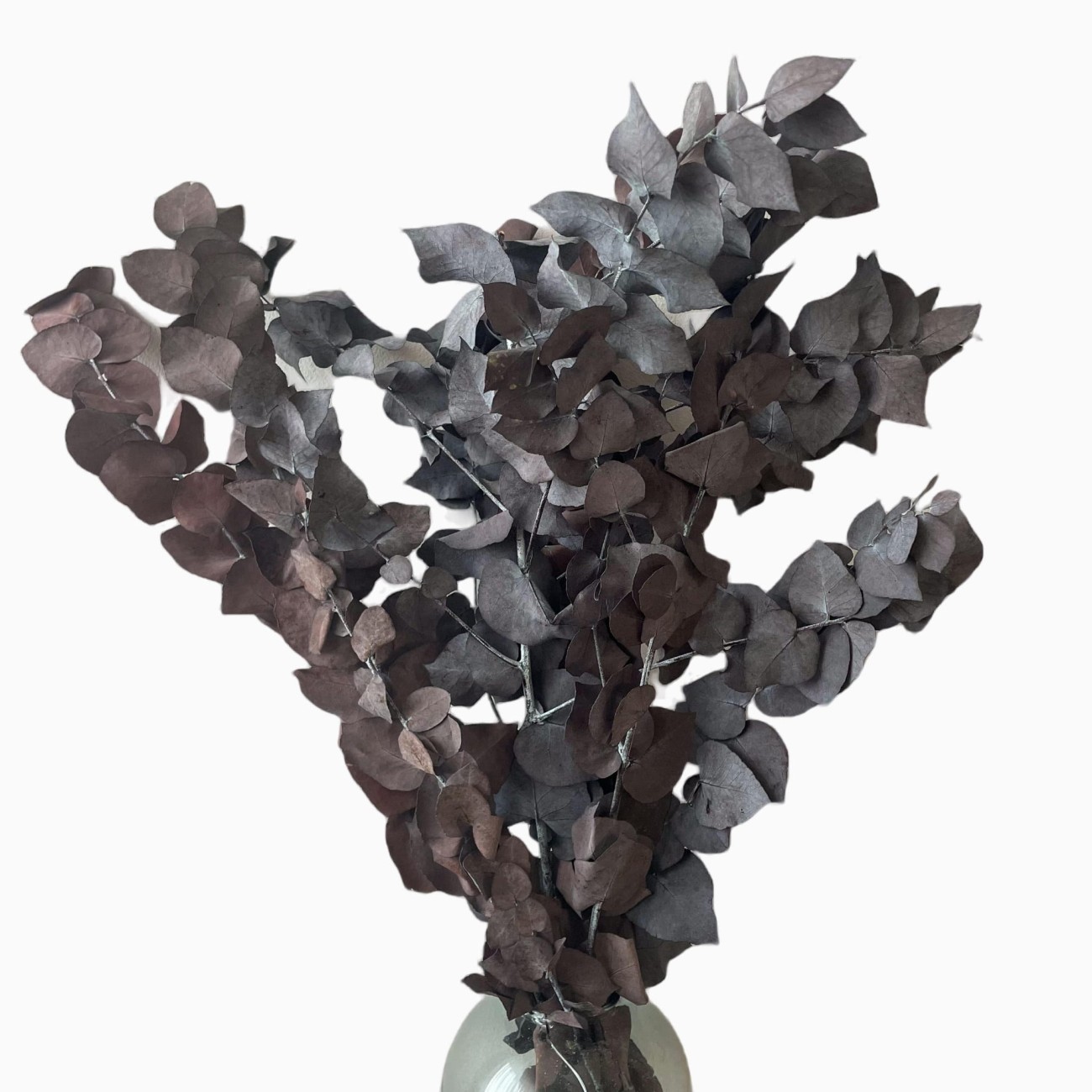 Stabilisierter roter Eukalyptus Stuartiana – Eukalyptusblätter