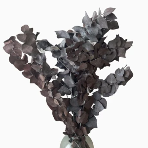 Stabilisierter roter Eukalyptus Stuartiana – Eukalyptusblätter