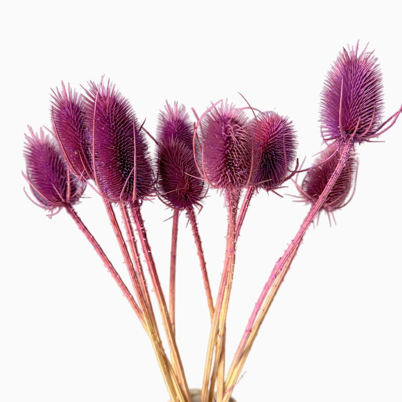 Dried purple thistle 10 pcs.