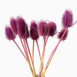 Getrocknete violette Disteln – Borsten – 10 Stück