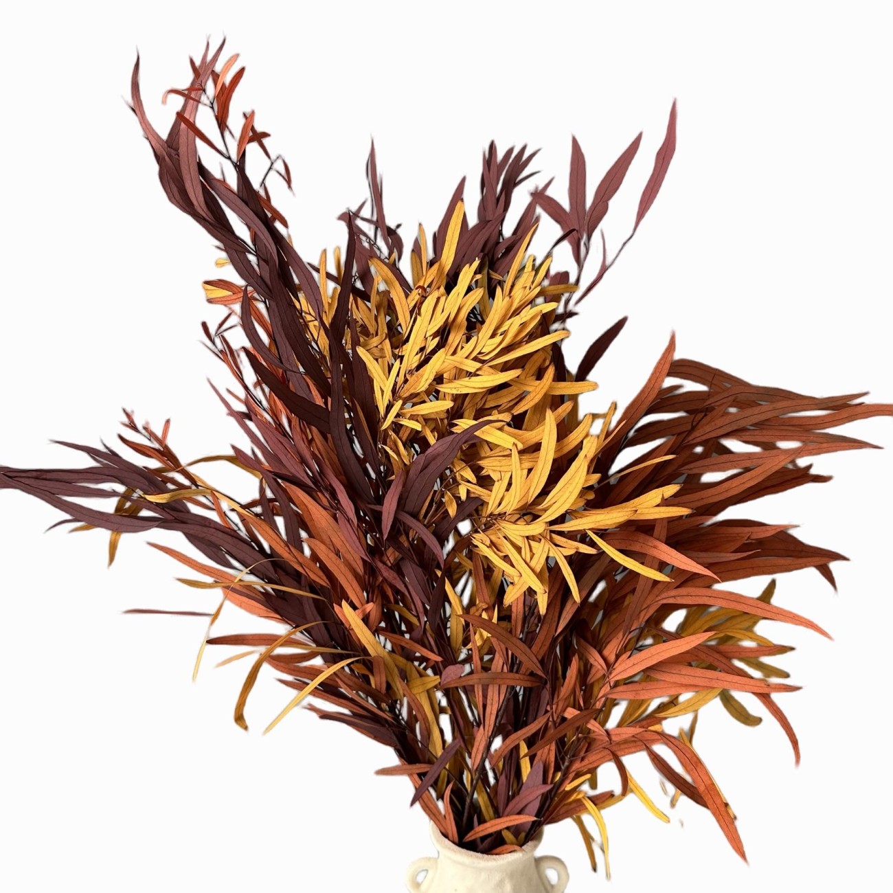 Dried Eucalyptus Nicolii Red (1)