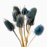 Getrockneter blauer Distel – Borsten – 10 Stück