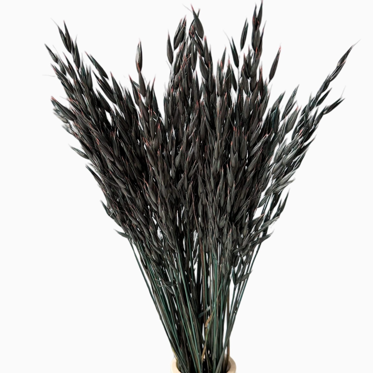 Dried black oats - 50 pcs.