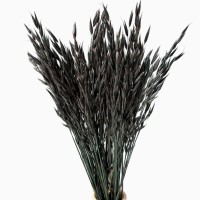 Dried black oats - 50 pcs.