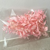 Preserved light pink ruscus - outlet 