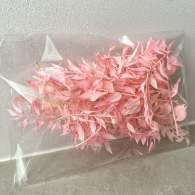 Preserved light pink ruscus - outlet 