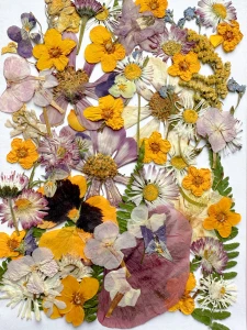 Getrocknete gepresste Blumen – Set mit 50 Stück