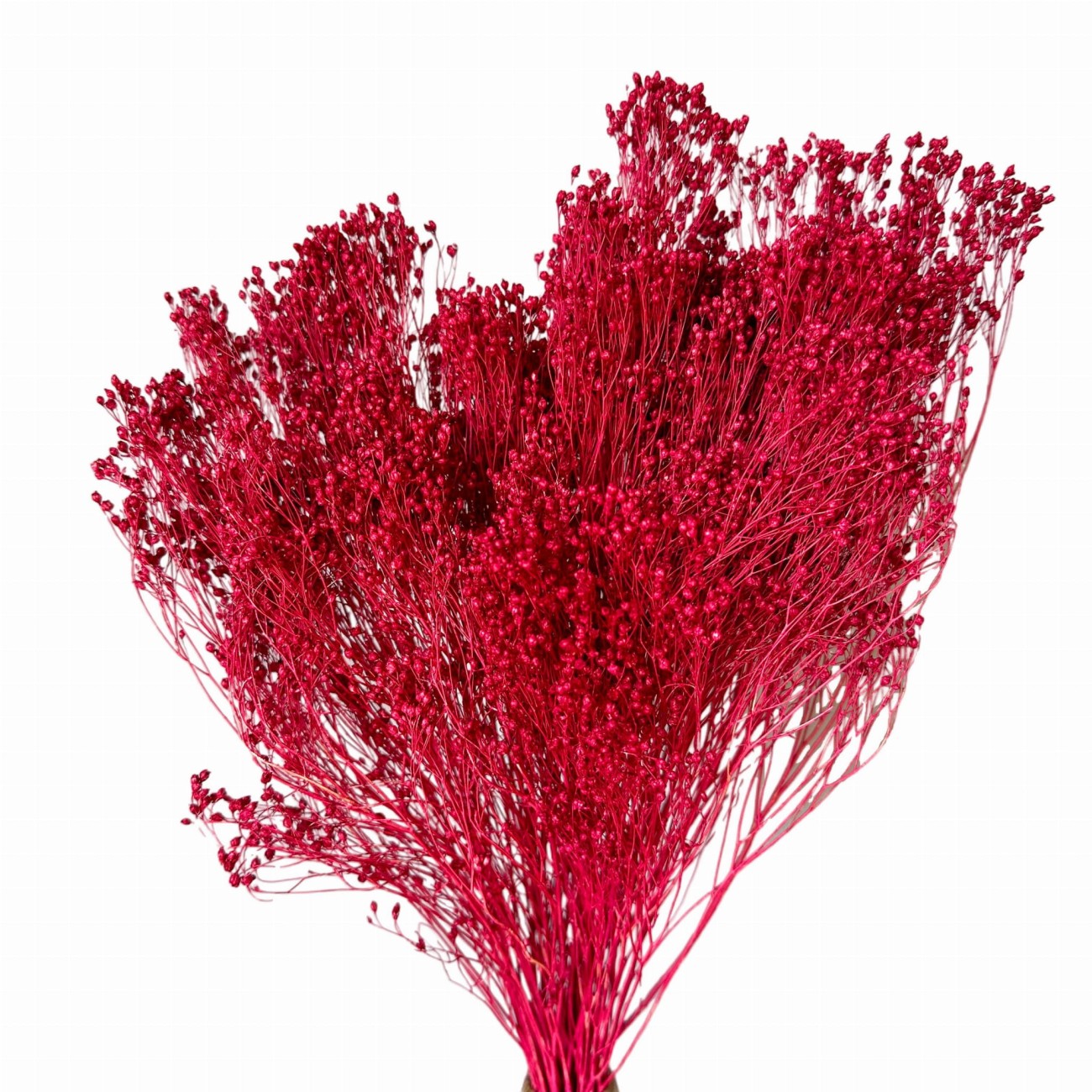Getrockneter Broom Bloom rot (bordeaux) – Ginster – getrocknete Blüten