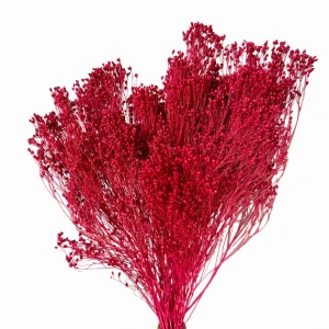 Getrockneter Broom Bloom rot (bordeaux) – Ginster – getrocknete Blüten