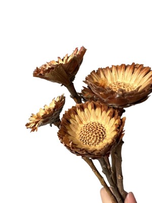 Getrocknete Protea Rosetta natur – getrocknete Blumen