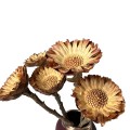 Suszona protea rosetta naturalna