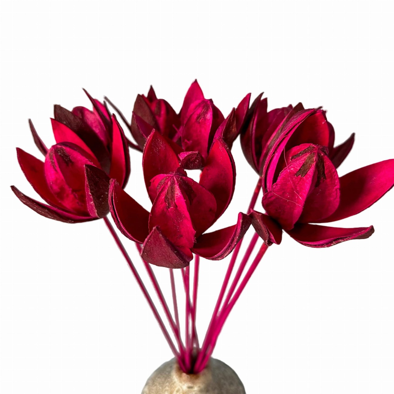 Dried fuchsia lily - dried flowers