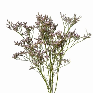 Getrocknetes breitblättriges Strandflieder (Limonium) hellviolett 5 Stück Strauß