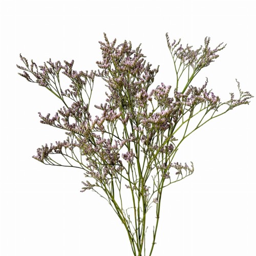 Limonium jasnofioletowe - suszone kwiaty