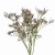 Limonium jasnofioletowe - suszone kwiaty