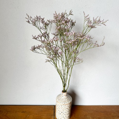 Limonium jasnofioletowe - suszone kwiaty