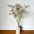 Limonium jasnofioletowe - suszone kwiaty