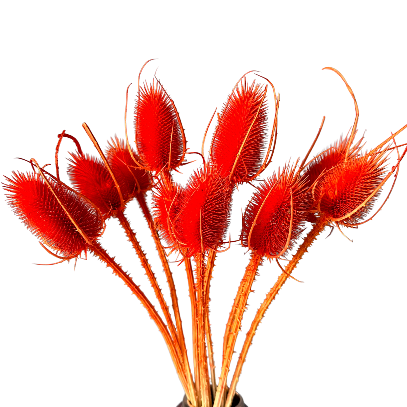 Dried orange thistle 10 pcs.