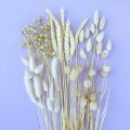 Suszony phalaris bielony