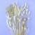 Suszony phalaris bielony