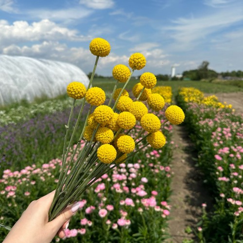 Suszona kraspedia naturalna 13 szt.