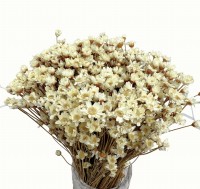 Dried natural glyxia, glixia - dried flowers 100g