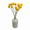 Suszona kraspedia naturalna 13 szt