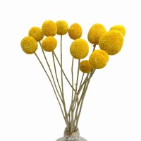 Billy Buttons (Craspedia) Natural  - dried flowers