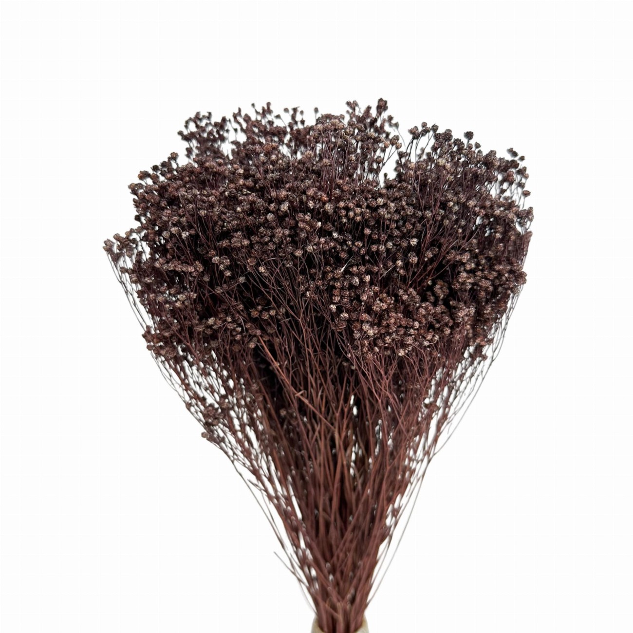Broom Bloom brown 100g - broom - dried flowers