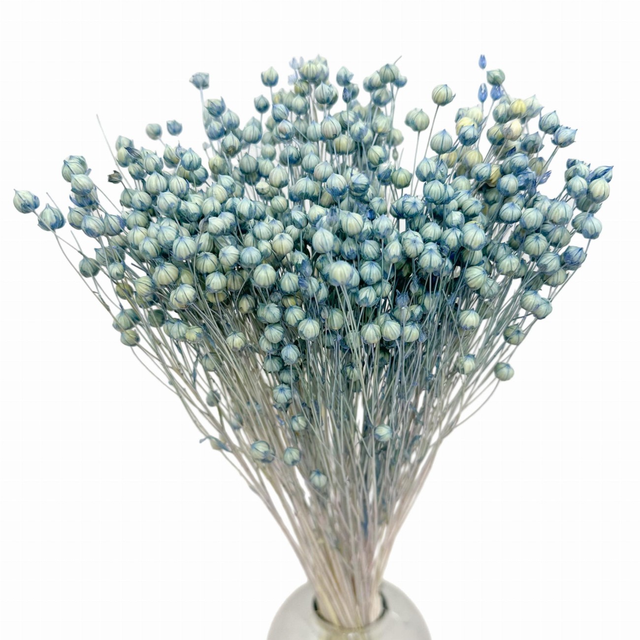 Getrockneter blauer Flachs (Denim) – Strauß 80 g – getrocknete Blumen