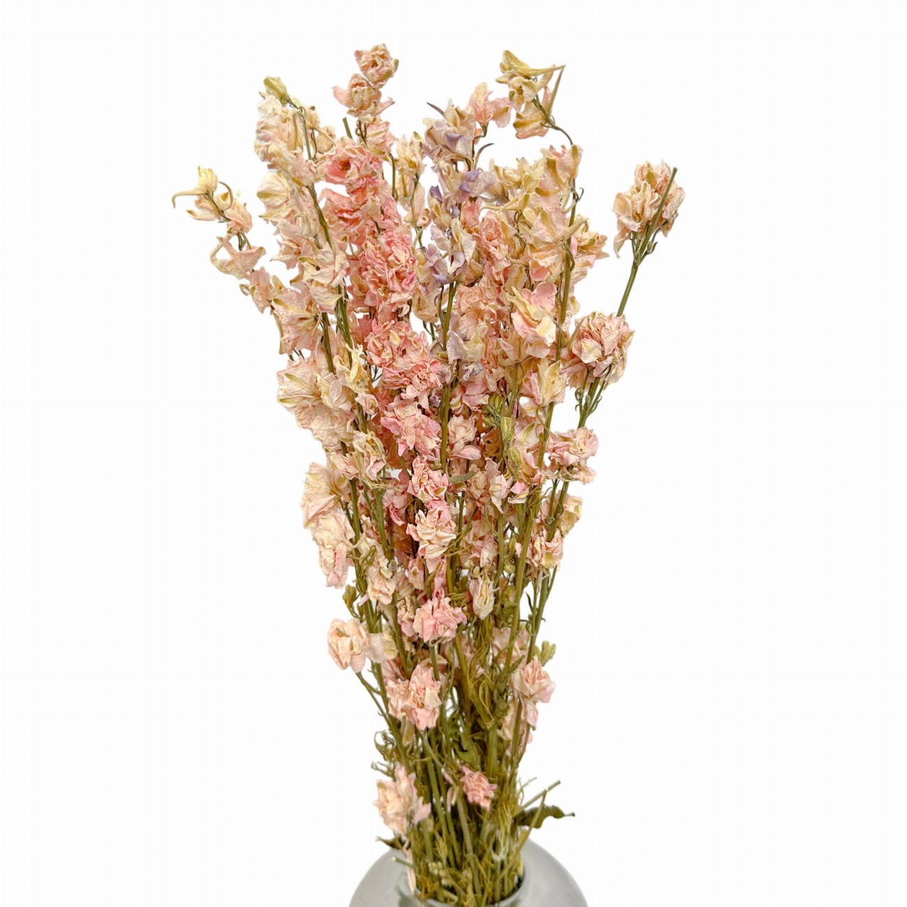 Dried pink delphinium - dried flowers