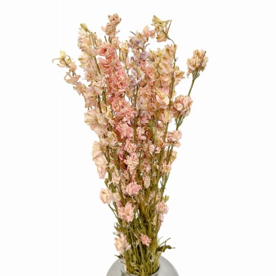 Getrocknete rosa Rittersporn (Delphinium) – getrocknete Blüten